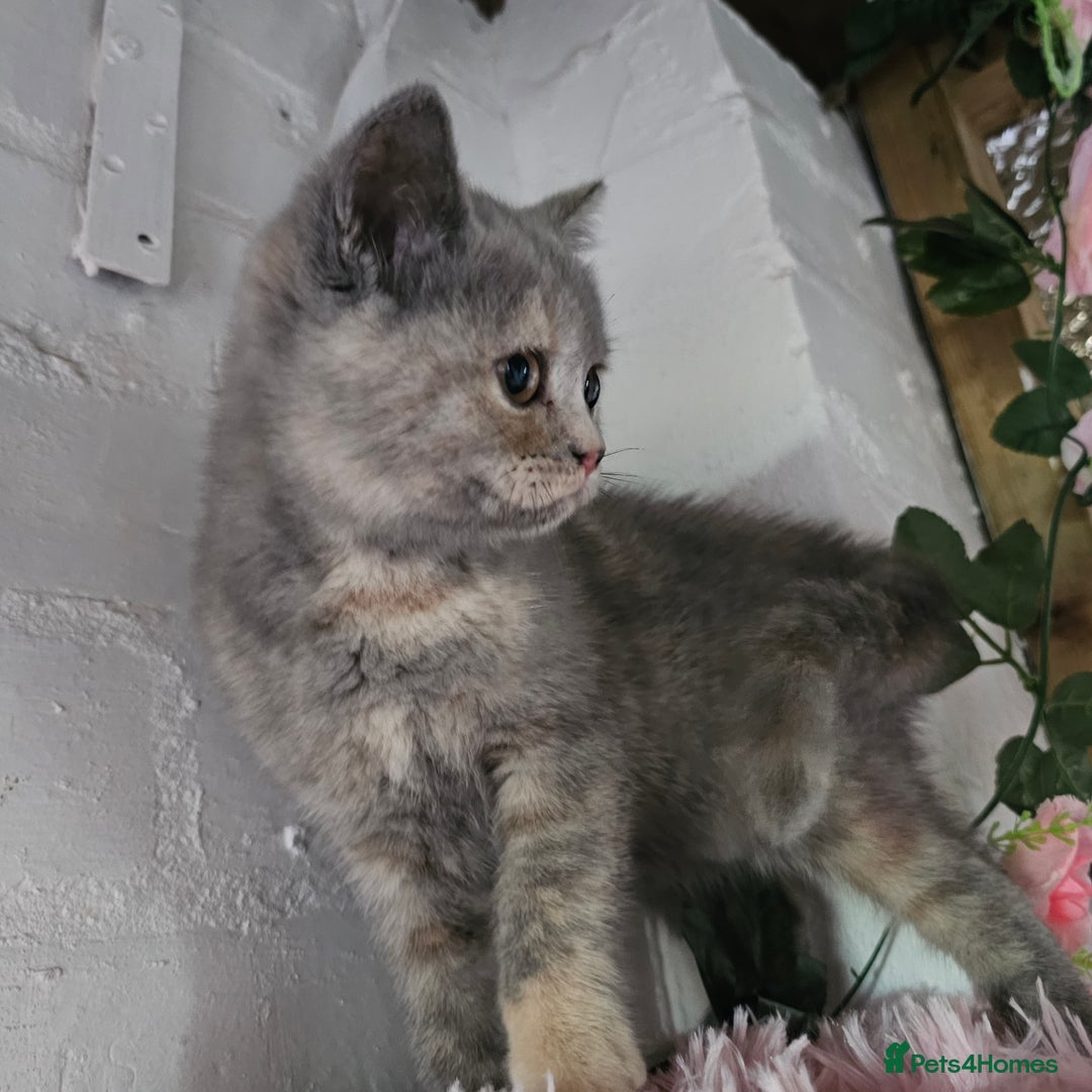 British Shorthair cats for sale: Beautiful kitten GCCF registered - Advert 10
