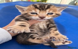 Keetso cats for sale: Stunning golden keetsos  - Image 24