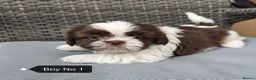 Shih Tzu dogs for sale: Shih Tzu puppies ready to leave:29/06 - Advert 26