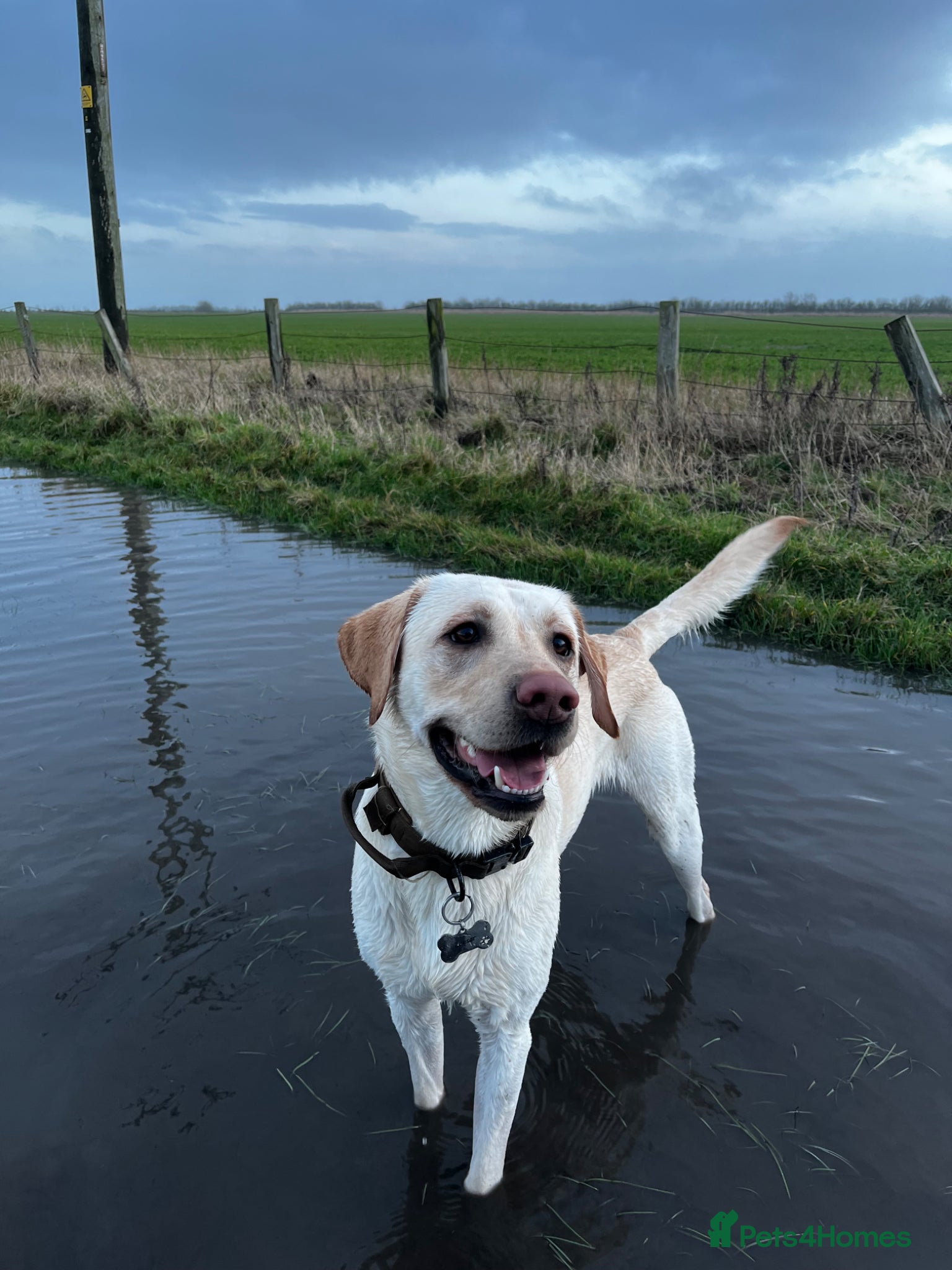 Labrador Retriever dogs White Labrador stud - Advert 2