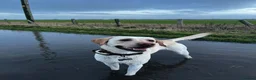 Labrador Retriever dogs for stud: White Labrador stud in Morpeth - Advert 1