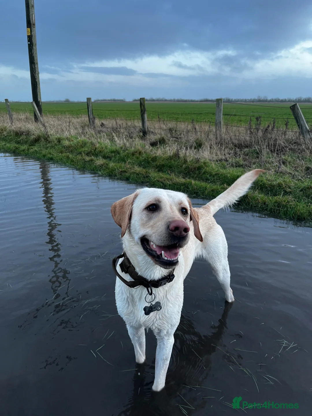Labrador Retriever dogs for stud: White Labrador stud in Morpeth - Advert 1
