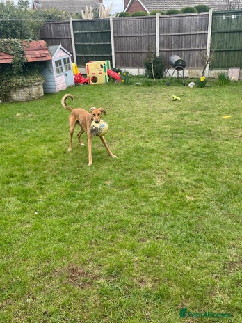 Mixed Breed dogs - Advert 6