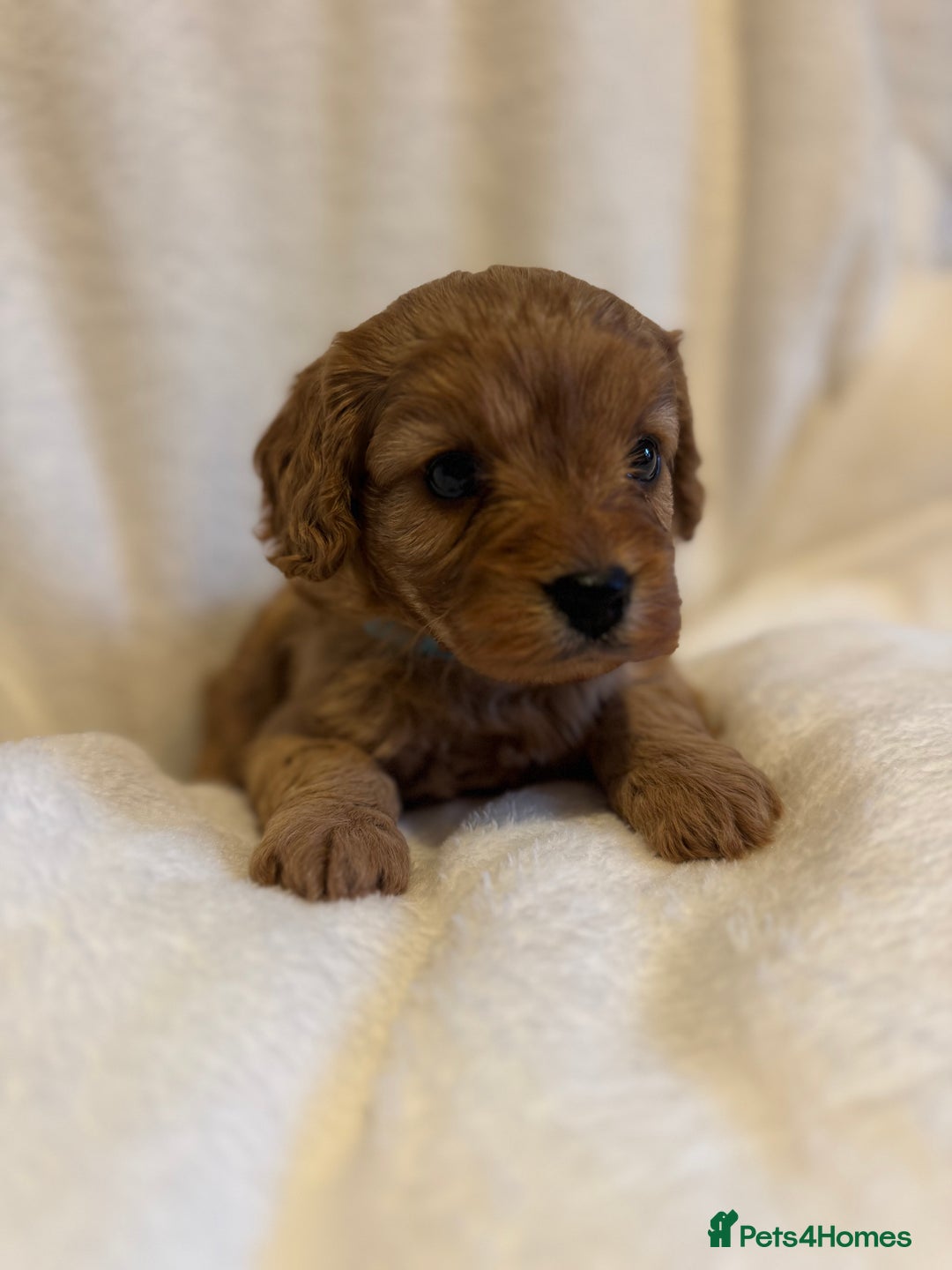 Cavapoo dogs for sale: 4 Gorgeous f1 Cavapoo’s. Parents health tested - Advert 24