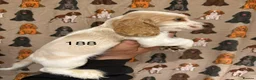 Cocker Spaniel dogs for sale: Playful show type cocker spaniels  in Bury Saint Edmunds - Advert 5