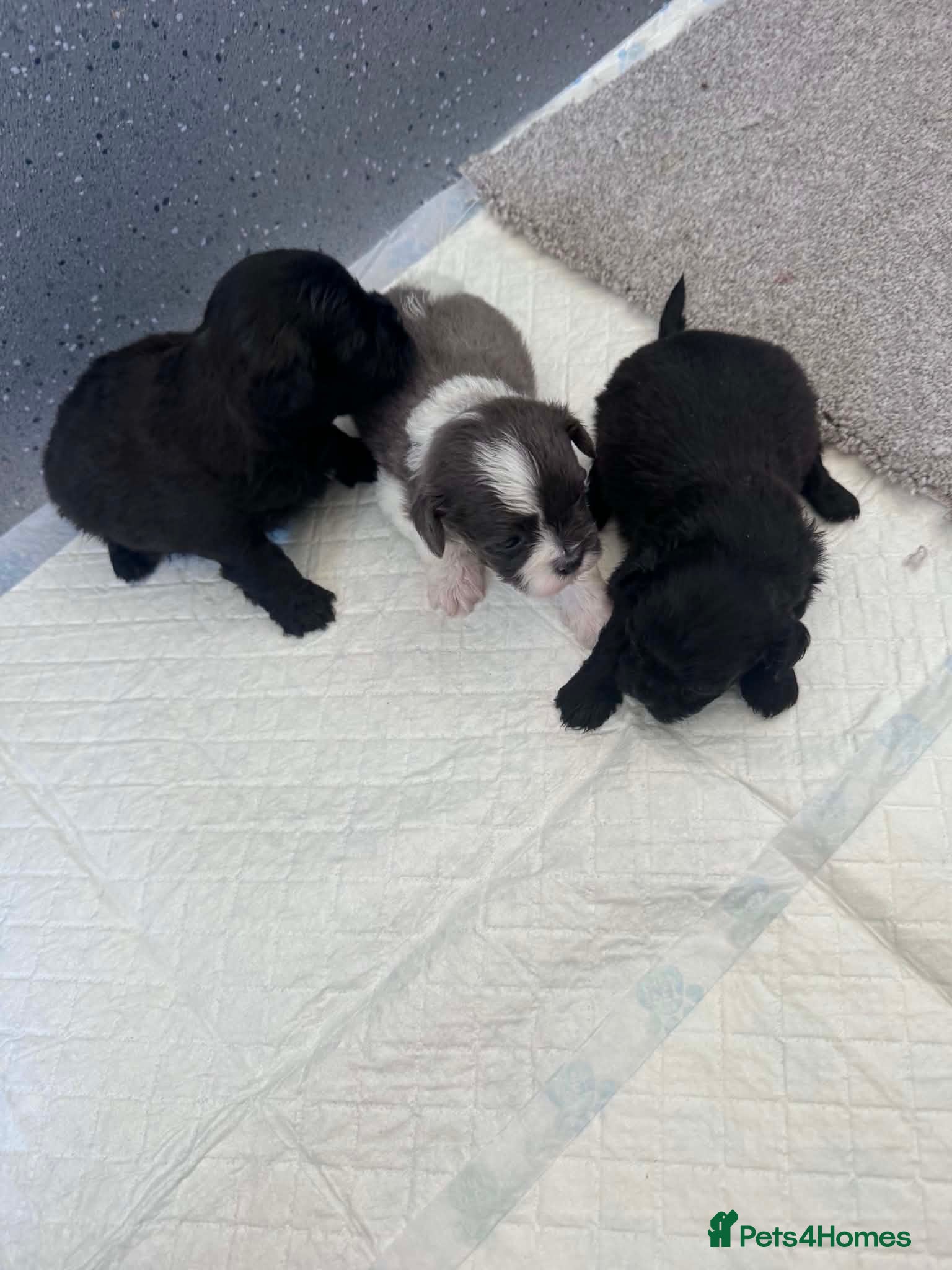 Shihpoo dogs GORGEOUS SHIHPOOS BOTH PARENTS HEALTH TESTED - Advert 2