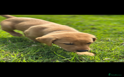 Labrador Retriever dogs for sale: Stunning Fox Red Labrador Puppies - Image 15
