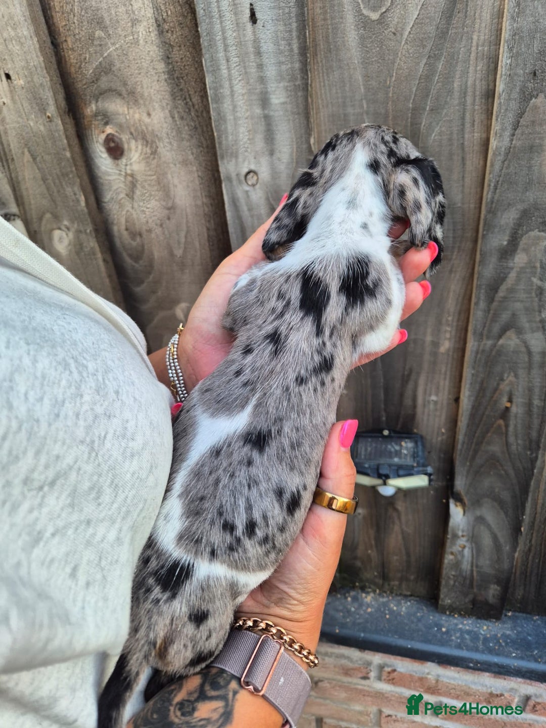 Miniature Dachshund dogs for sale: Miniature smooth dachshund puppies  - Image 4