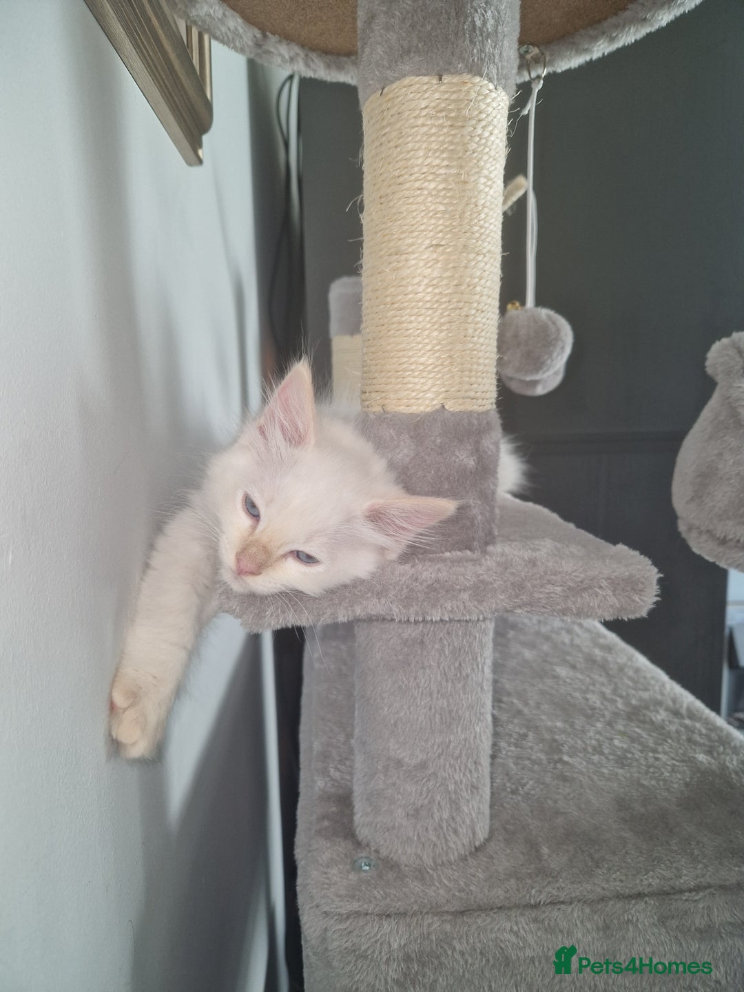Ragdoll cats for sale: Beautiful Ragdoll Kitten  - Image 8
