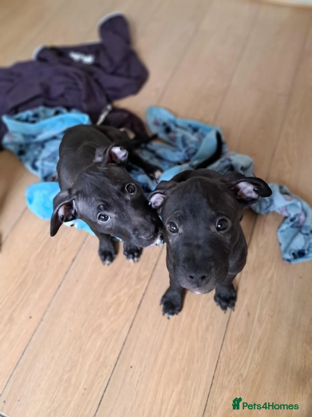 Mixed Breed dogs for sale: American Bulldog x Presa De Canario x Malinois Mix in London - Advert 1