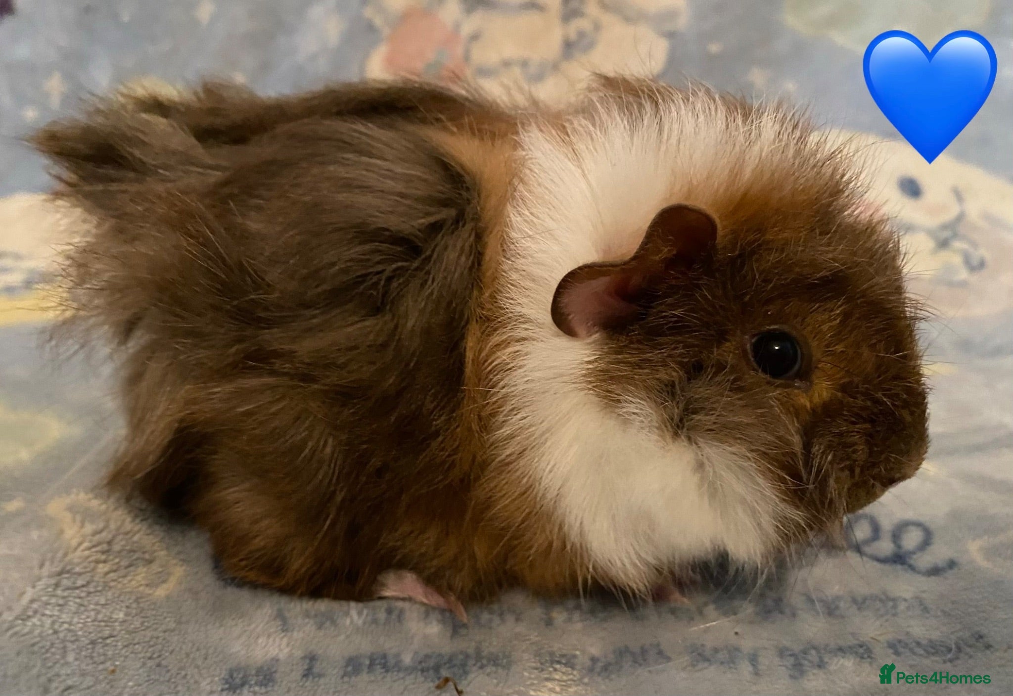 Guinea Pig rodents Gorgeous baby Guinea pigs - Advert 18
