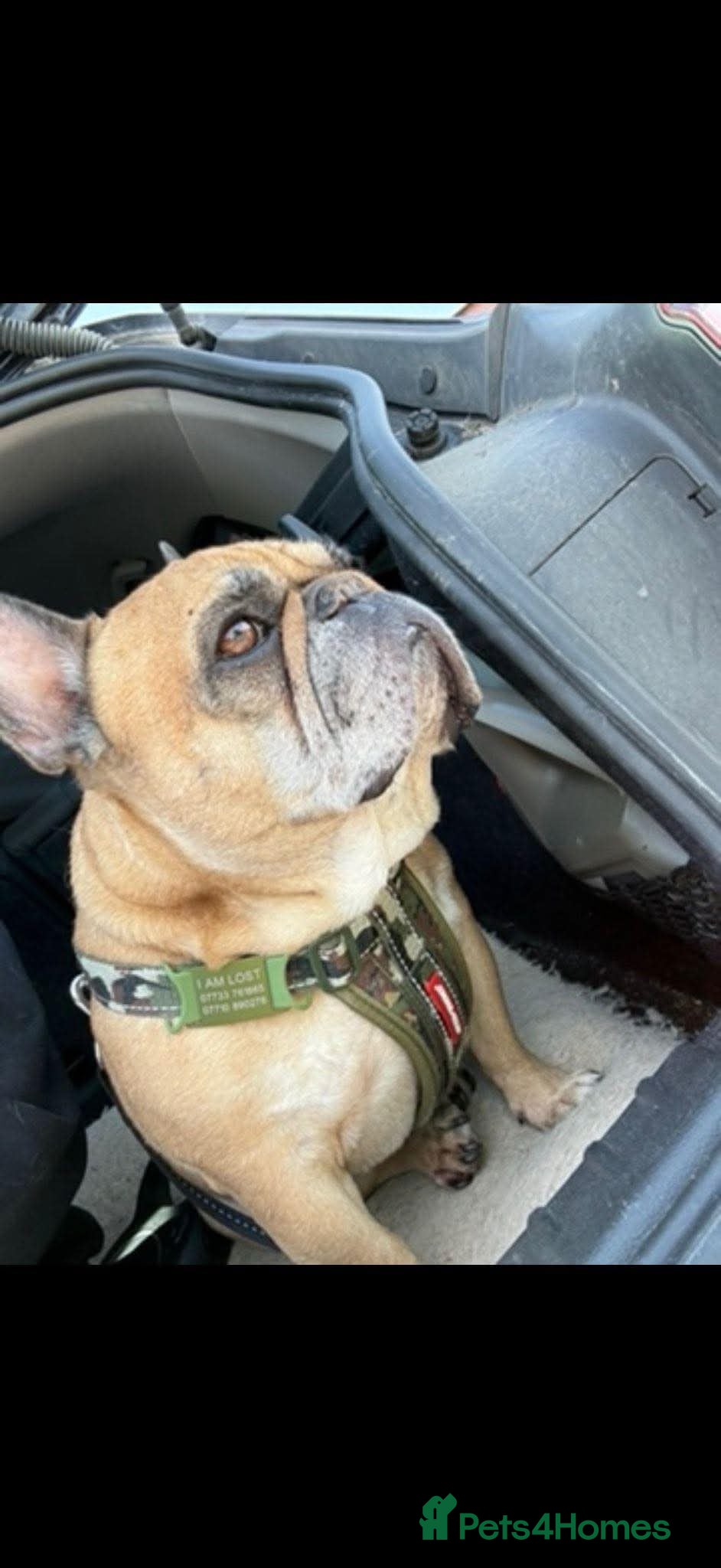 French Bulldog dogs MAX - Professional Napper Seeks Sofa 🐾 - Advert 1