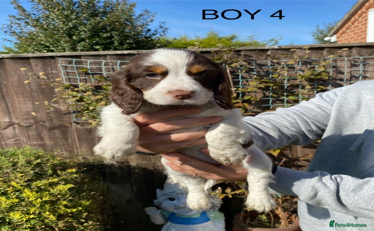 Cocker Spaniel dogs - Advert 1