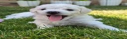 Bichon Frise dogs for sale: Bichon Frise 2 boys 3 girls - Advert 25