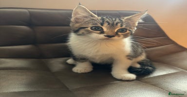 Mixed Breed cats Kittens  - Advert 6