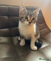 Mixed Breed cats Kittens - Advert 4