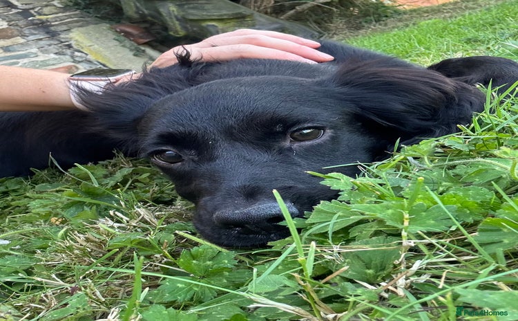 Cocker Spaniel dogs in Llandinam - Advert 10