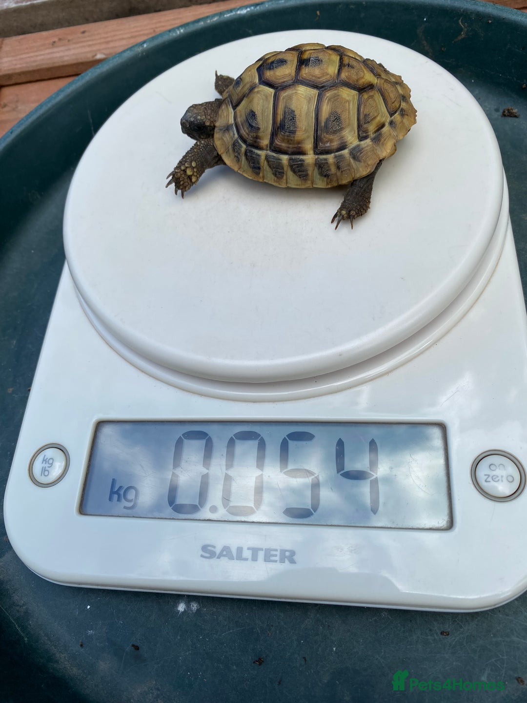 Tortoise reptiles for sale: Hermanns Tortoises for sale - Image 3
