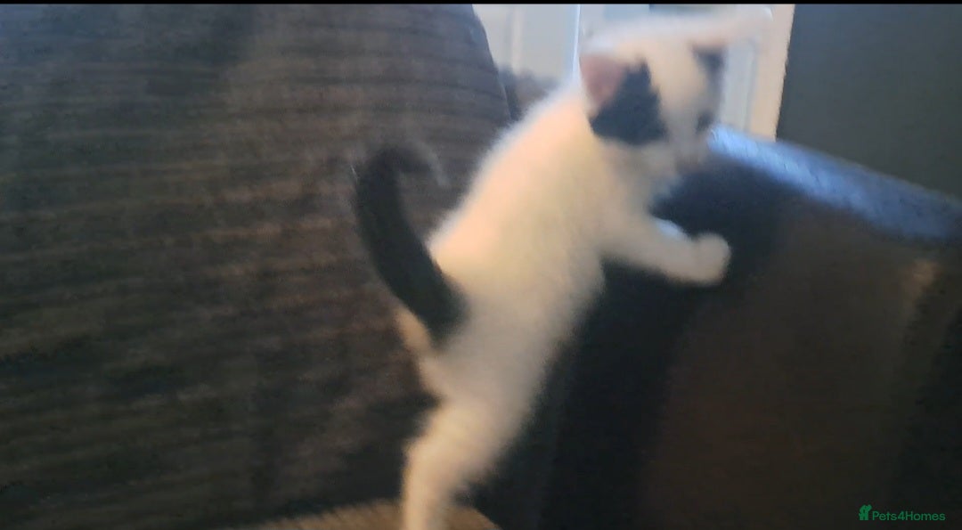 Mixed Breed cats for sale: 7 gorgeous kittens READY NOW - Image 25