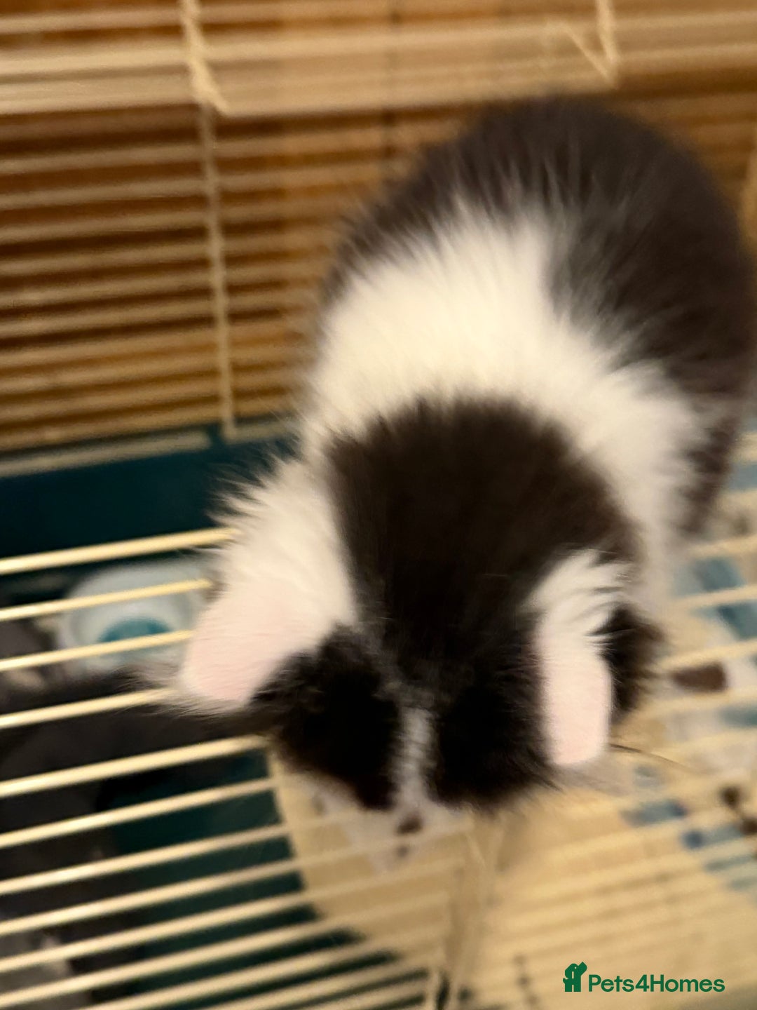 Mixed Breed cats for sale: Kittens for a good home - Advert 10