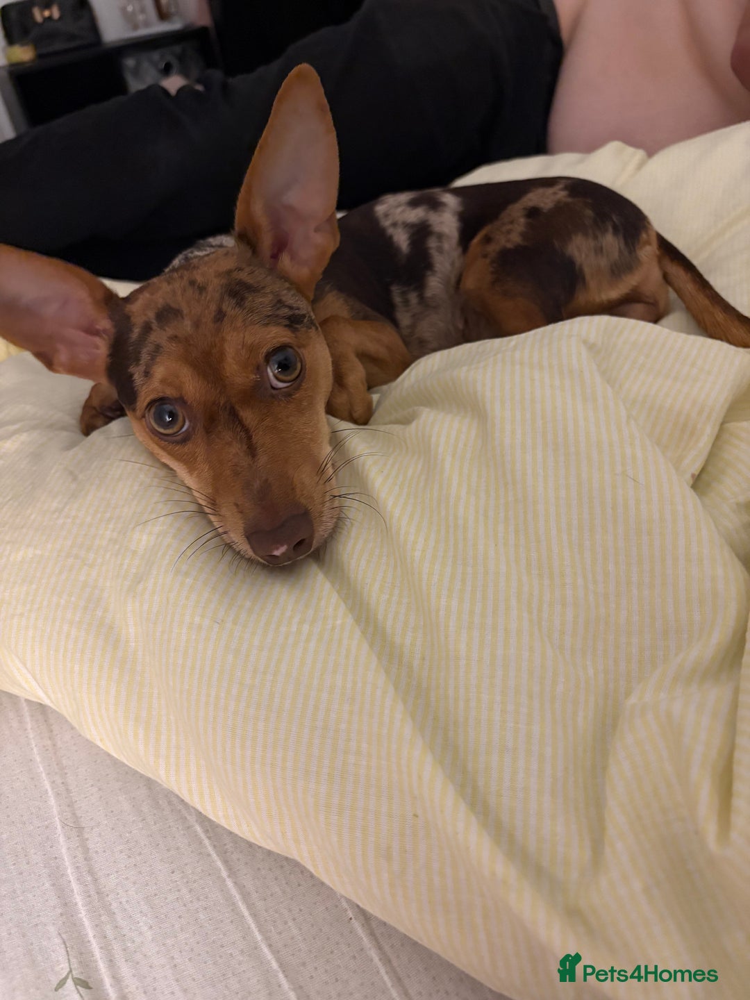 Jack Russell dogs for sale: Jack russel terrier  - Advert 3