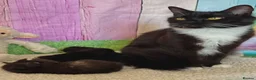 Domestic Shorthair cats for sale: 2 calico female kittens ready to reserve  - Advert 2