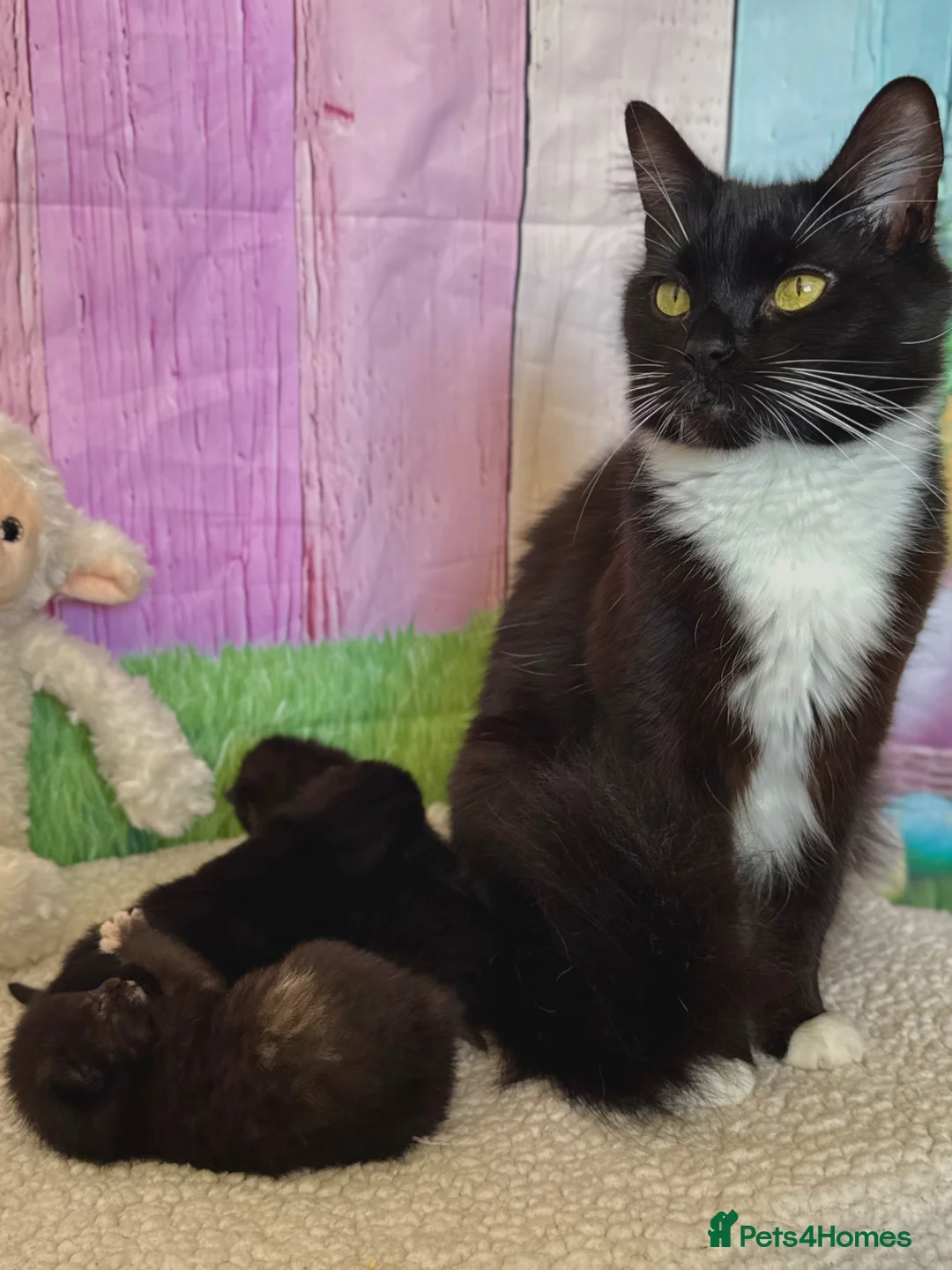 Domestic Shorthair cats for sale: 2 calico female kittens ready to reserve  - Advert 2