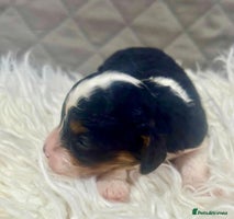 Cavapoo dogs - Advert 3