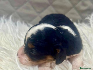 Cavapoo dogs F1 toy cavapoo extensively health tested - Advert 2