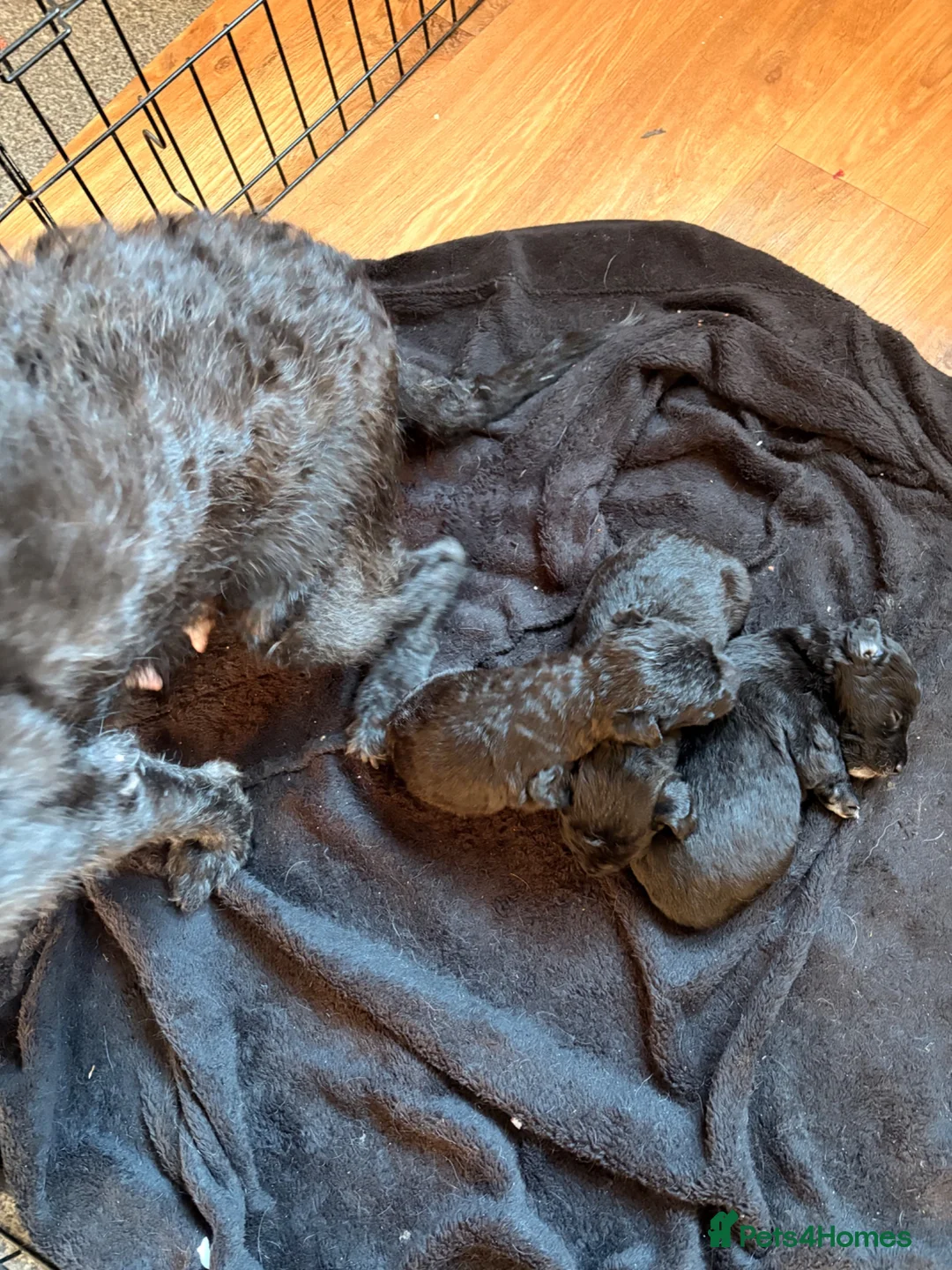 Patterjack dogs for sale: Patterjack girl in Thetford - Advert 4