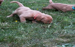 Labrador Retriever dogs for sale: Fox Red Labrador Puppies For Sale in Stranraer - Image 12