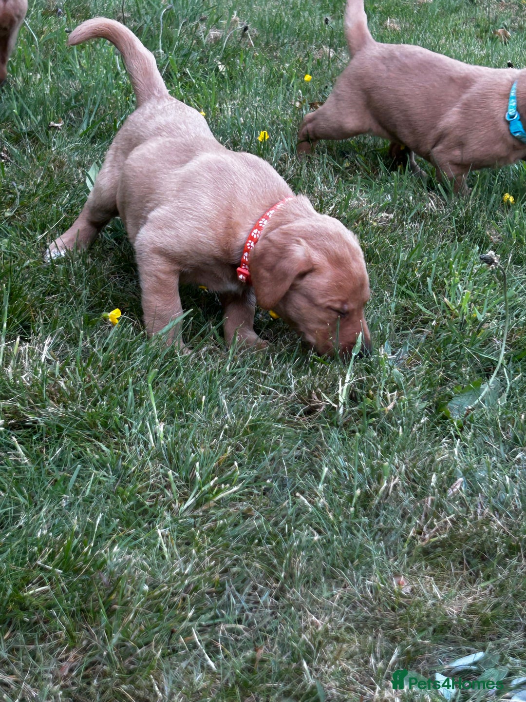 Labrador Retriever dogs for sale: Fox Red Labrador Puppies For Sale in Stranraer - Image 12