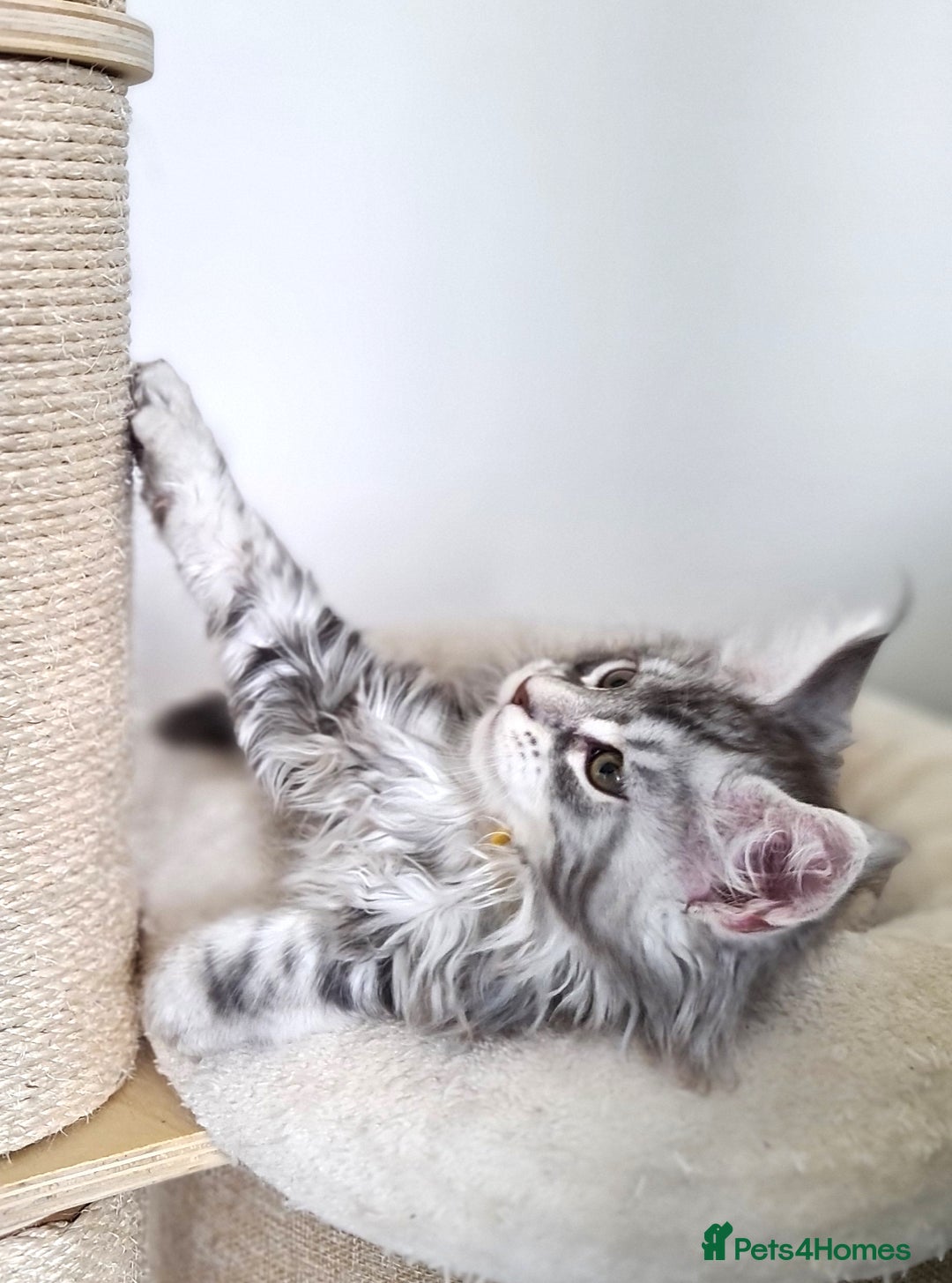 Maine Coon cats for sale: PEDIGREE MAINE COON KITTENS 5 BOYS - Image 18
