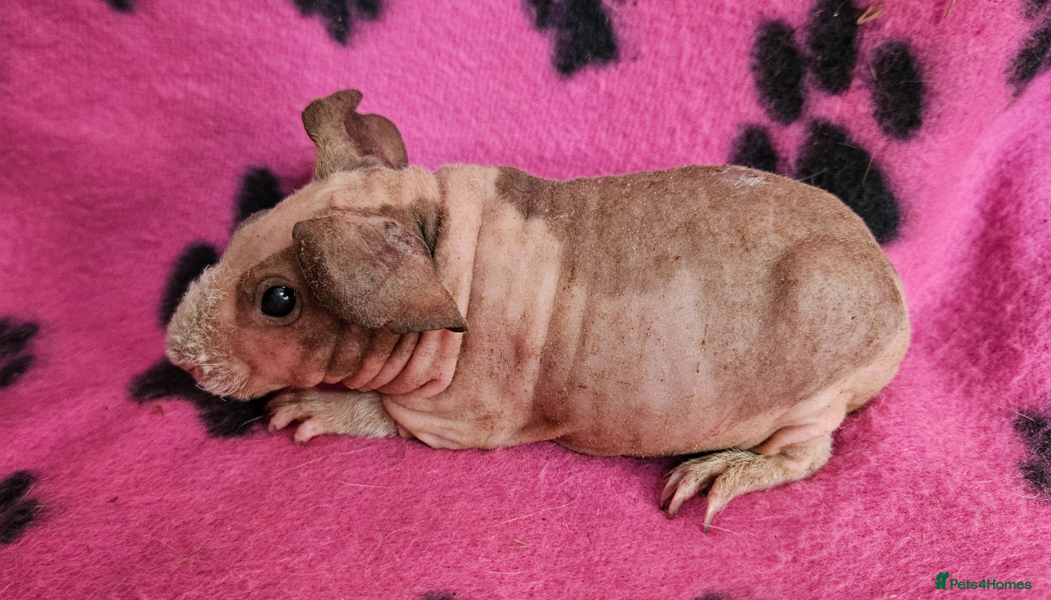 Guinea Pig rodents Skinnys Werewolfs & Lakelands Available  - Advert 9
