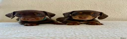 Miniature Dachshund dogs for sale: REDUCED £750 - Advert 9