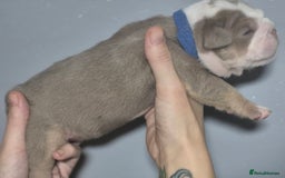 English Bulldog dogs for sale: Beautiful Litter Of New English Bulldog Puppies - Image 22