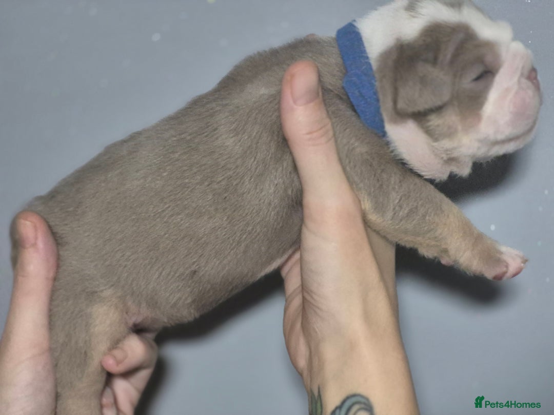 English Bulldog dogs for sale: Beautiful Litter Of New English Bulldog Puppies - Image 22