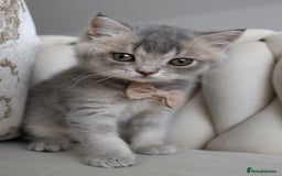 British Shorthair cats for sale: 🩷 Beautiful Pedigree British Shorthair - GCCF 🩷 - Image 7