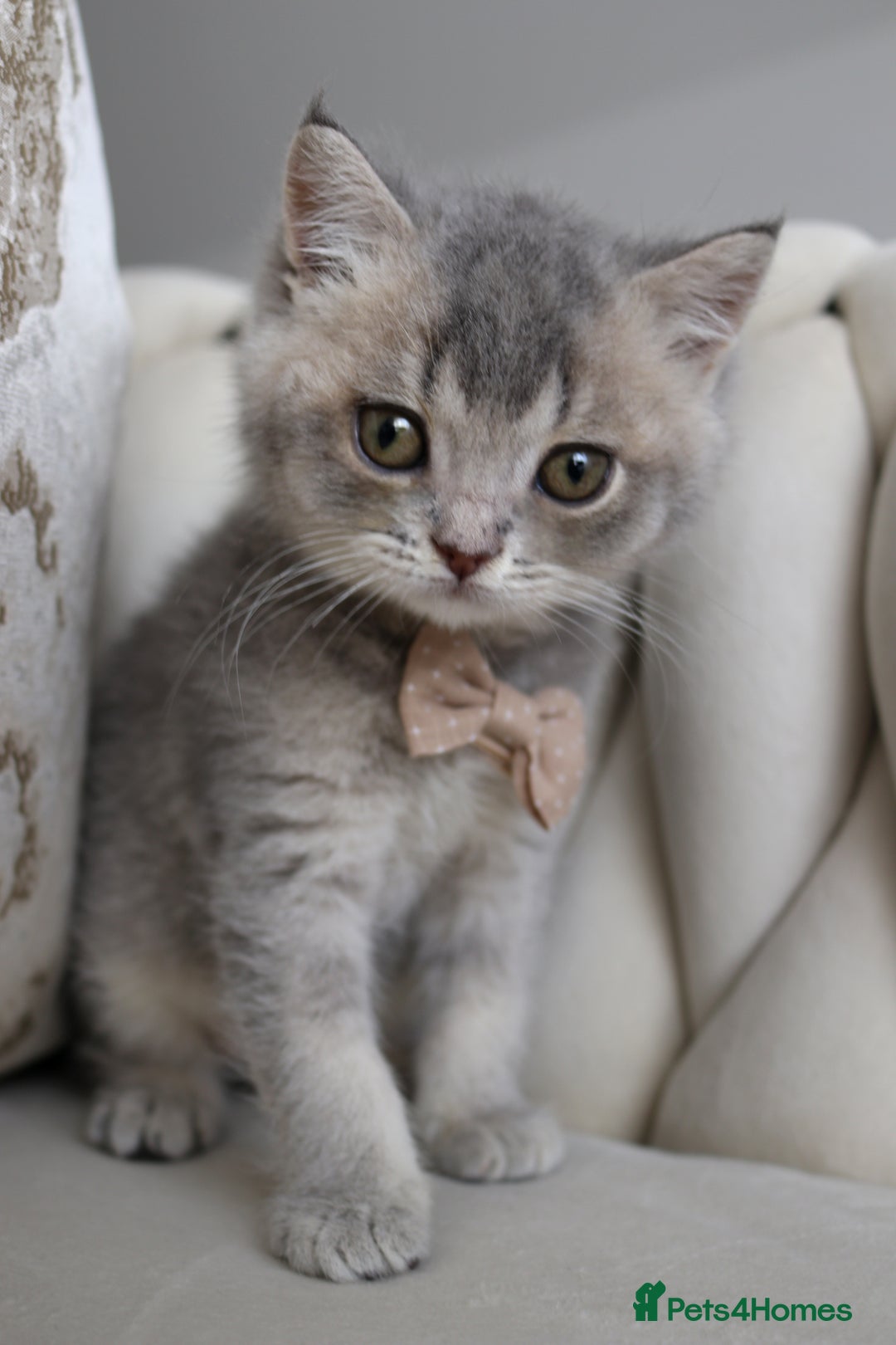 British Shorthair cats for sale: 🩷 Beautiful Pedigree British Shorthair - GCCF 🩷 - Image 7
