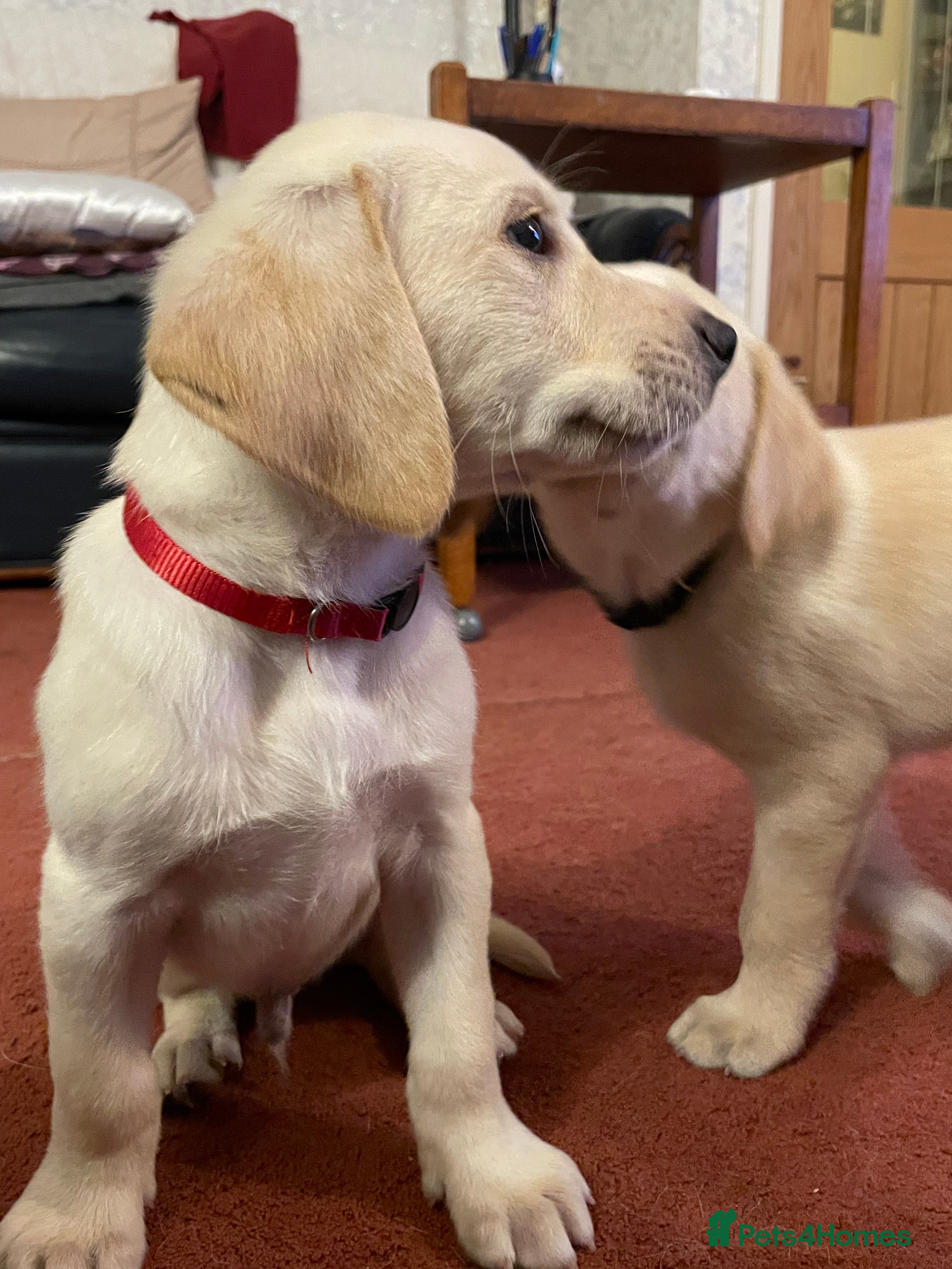 Labrador Retriever dogs 3 Yellow boys   - Advert 2