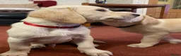 Labrador Retriever dogs for sale: 1 boy Sired byFtCh  - Advert 8