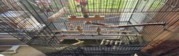 Budgerigars birds for sale: Budgie & Cage Set - Advert 6