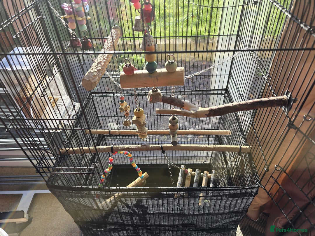 Budgerigars birds for sale: Budgie & Cage Set - Advert 6