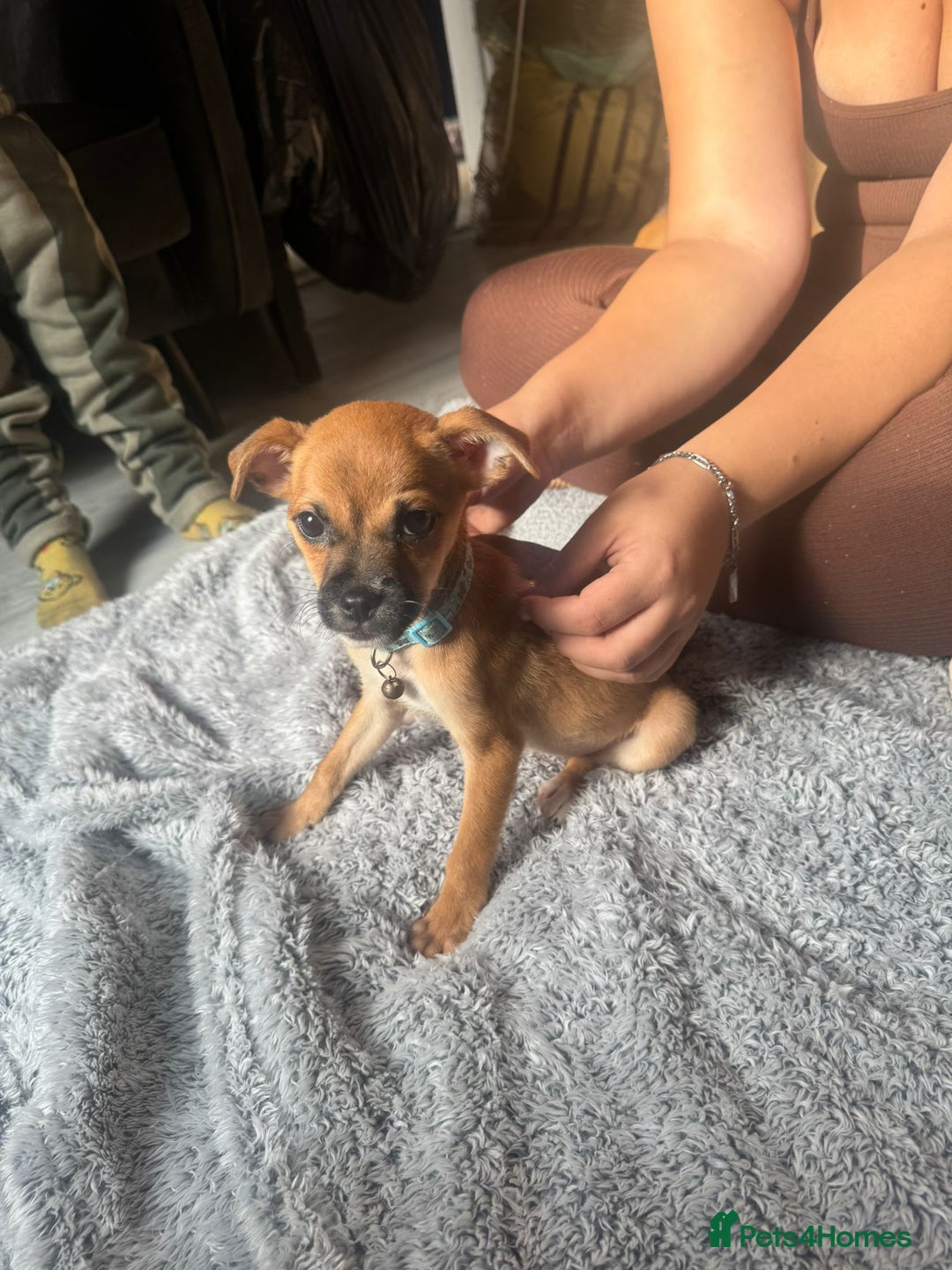 Mixed Breed dogs for sale: Chihuahua puppies £300 - Image 22