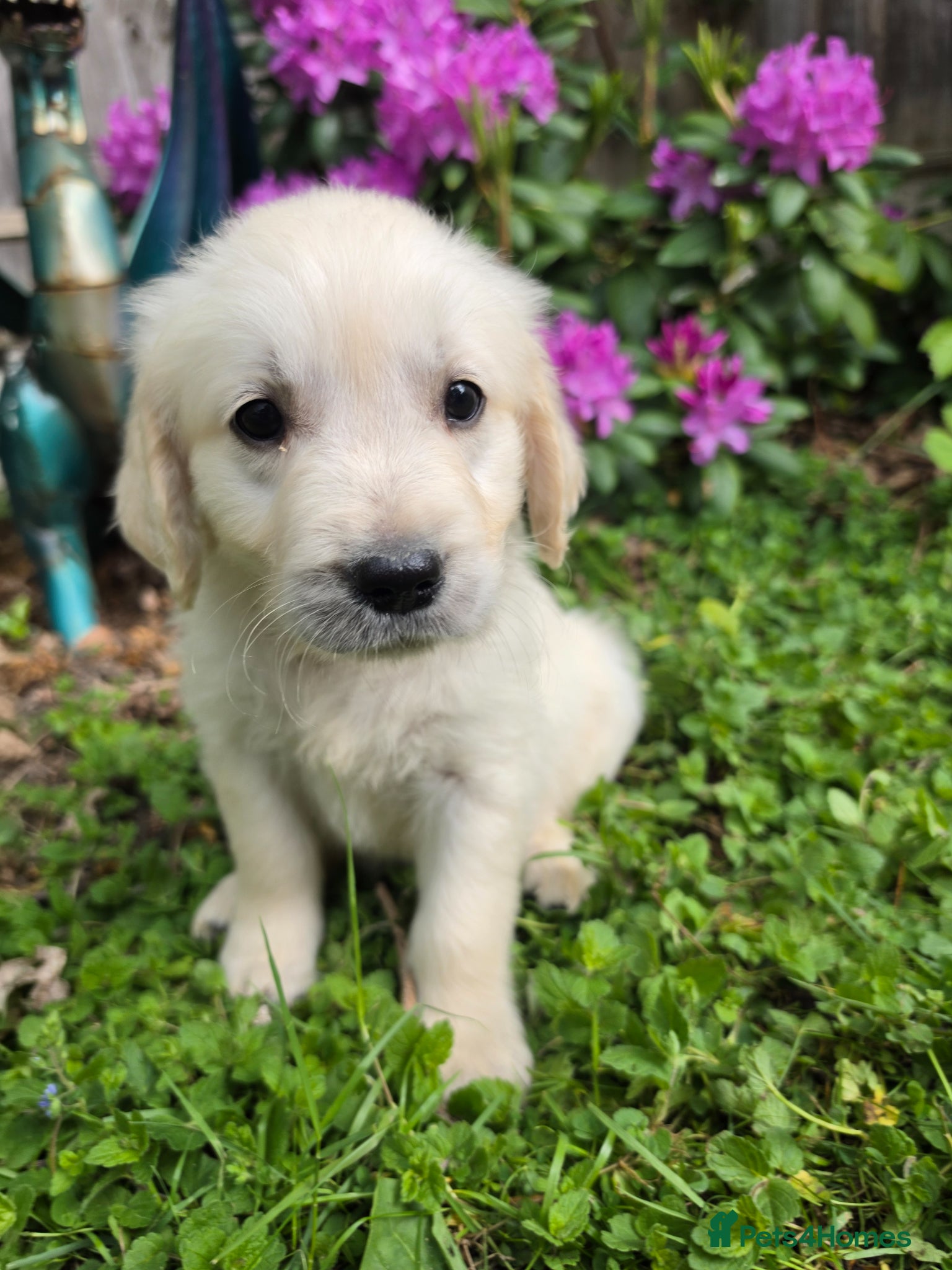 Golden Retriever dogs KC Puppies cream & gold - Advert 15