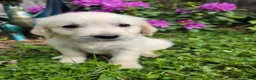 Golden Retriever dogs for sale: KC Puppies cream & gold - Advert 2