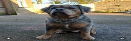 Olde English Bulldogge dogs for sale: Olde English bulldog 5 gen of health genetic clear - Advert 4