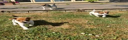 Jack Russell dogs for sale: Jack Russell Pups in York - Advert 15