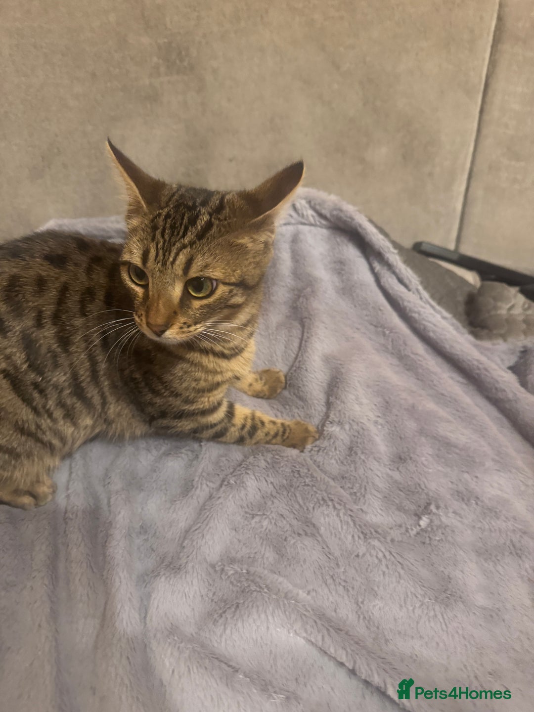 Bengal cats for sale: Bengal cat for sale - Advert 9