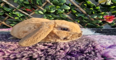 Mini Lop rabbits - Advert 12